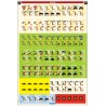 Pacific 1941-1945  (8 opérations de débarquement)